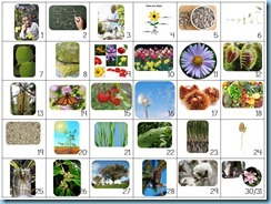 Calendar Connections Small Botany