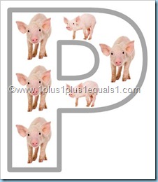 Pp pig