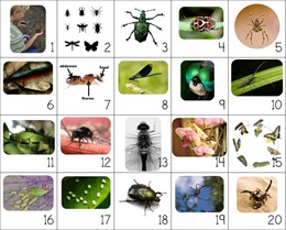 Calendar Connections Small Bugs Calendar Connections Small Bugs