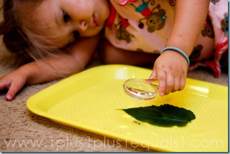 observing caterpillar observing caterpillar