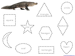 Alligator Shapes