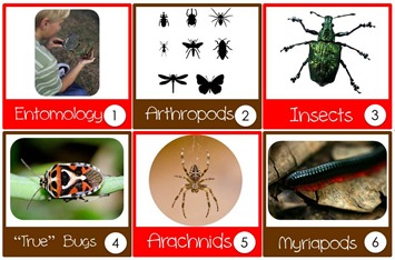 Bugs Calendar Cards Bugs Calendar Cards