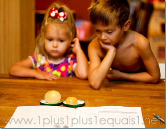Egg Experiment